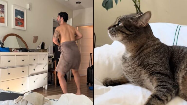 A Cat Rolling Its Eyes at Its Owner’s Dance Moves Has Made Millions of People Laugh
