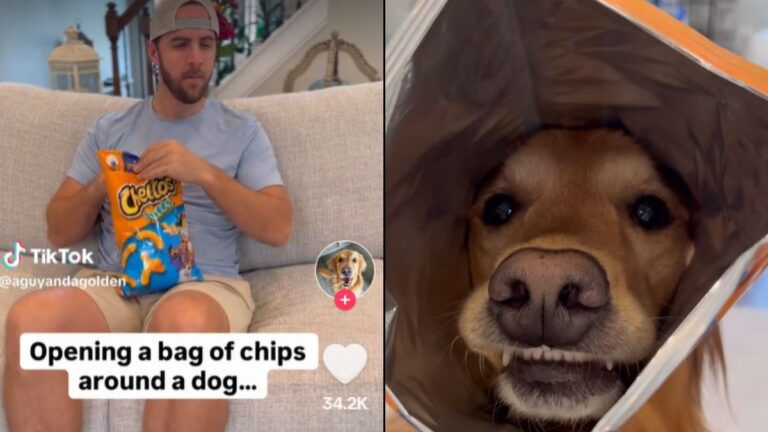 A Golden Retriever Owner Tried to Secretly Open a Bag of Chips and Completely Failed
