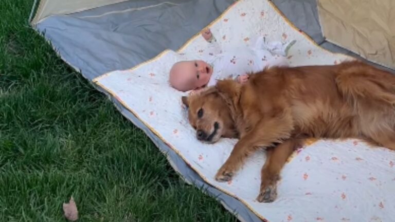 A Golden Retriever and a Baby in a Tent Won Over the Whole Internet