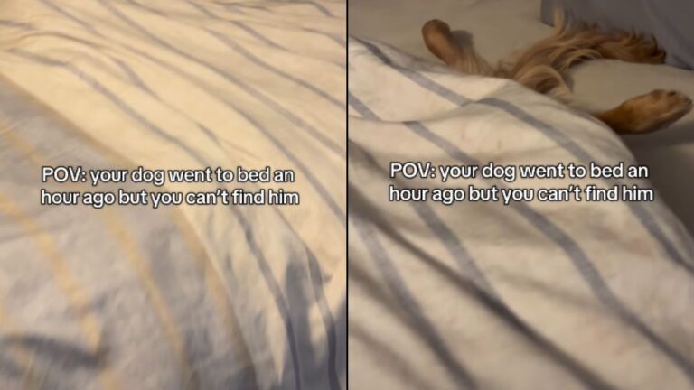 A Golden Retriever’s Sneaky Hiding Spot Had His Owner Searching the Whole House