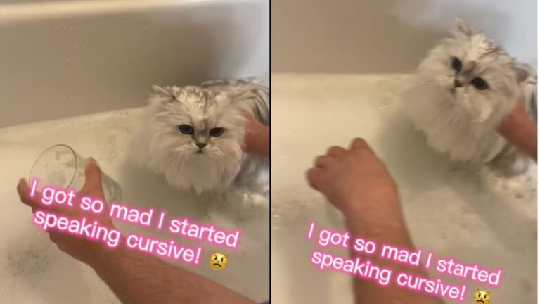 A Persian Cat Named Elsa Had the Internet in Stitches with Her Bath Time Reaction