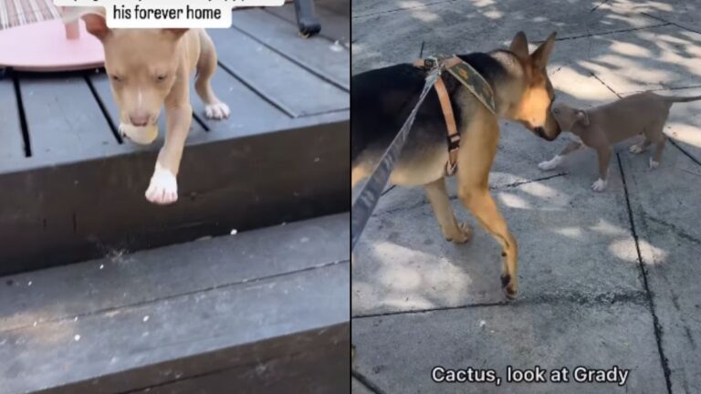 A Rescued Dog Is Helping an Abandoned Puppy Find a Forever Home