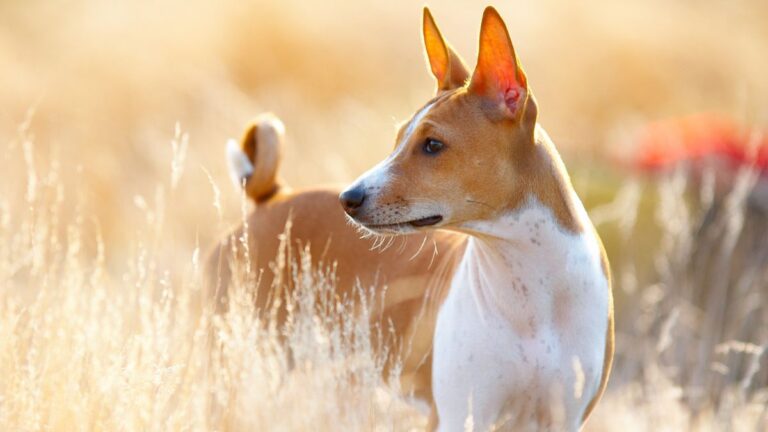 The Dogs That Think They’re Felines: Meet the Breeds Vets Say Have a Secretly Catlike Soul