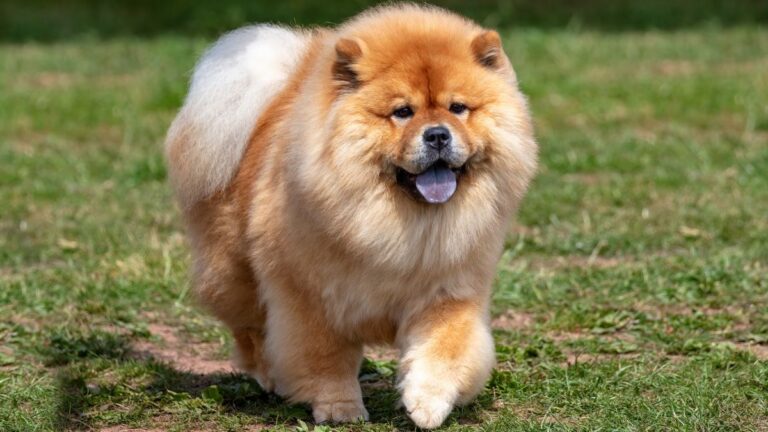 Meet the Lion-Like Dog Breed That Is Fiercely Loyal but Can Be Stubbornly Independent