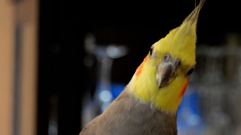 This Cockatiel Whistling an Opera Melody Could Probably Crack Every Window in Your Home