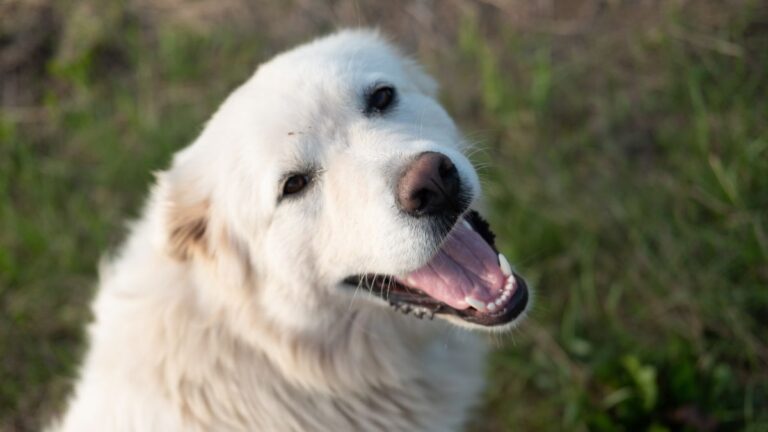The Heart-Melting Reason This Great Pyrenees Won’t Stop Scratching Her Fence