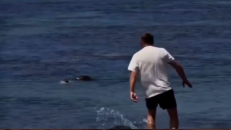 Hawaiian Man Gets Honored for Punching Tourist Who Threw a Rock at an Endangered Seal