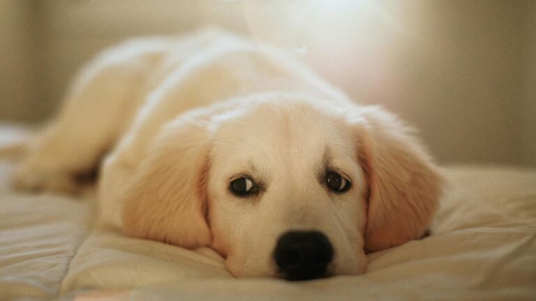 How to Show Your Dog Love in a Way They Actually Understand