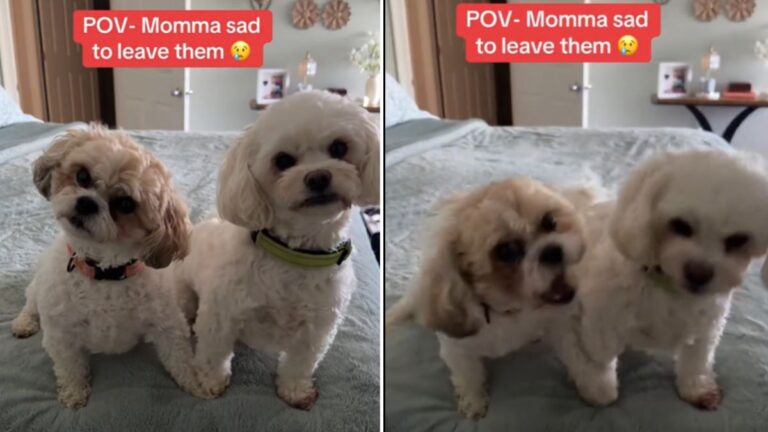 These Two Dogs Found Out Their Owner Was Leaving for a Week and the Internet Has Not Recovered
