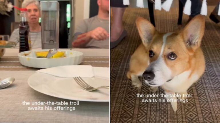 This Corgi Who Patiently Waits for Food Scraps Under the Table Has Gone Viral