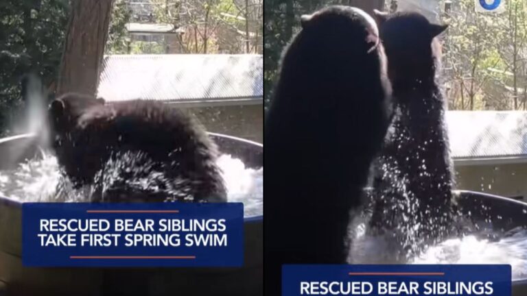 Two Rescued Bear Cubs Took Their First Swim of the Season and the Joy on Their Faces Is Everything