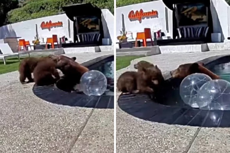 A Mother Bear Gently Coaxing Her Cubs Into a Swimming Pool Has Melted Hearts Across the Internet