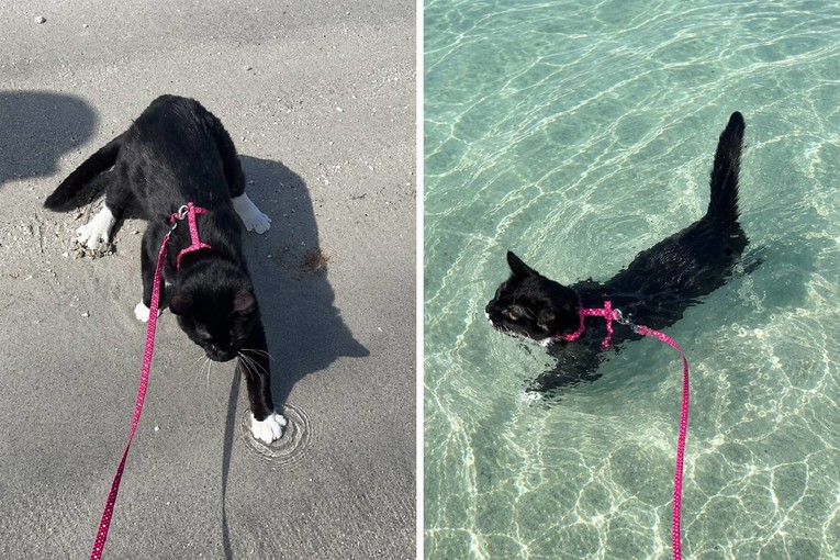 A Cat Named Selleck Who Loves Swimming in the Ocean Has Taken the Internet by Storm