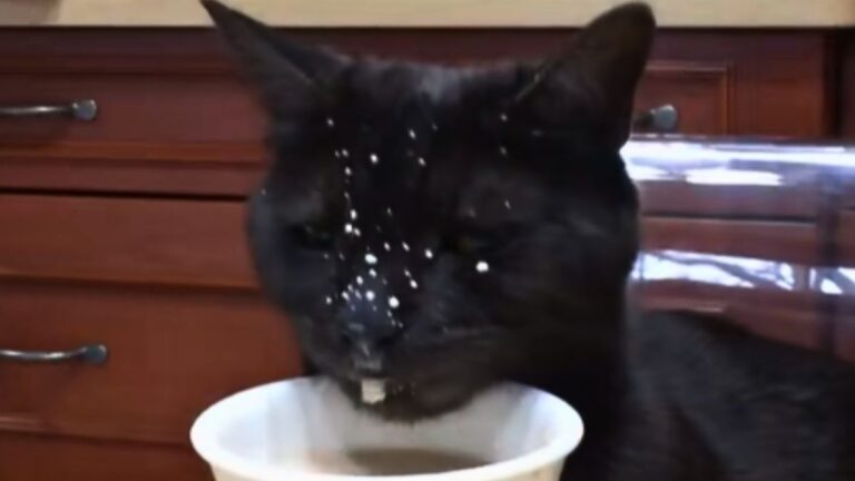 This Black Cat Covered His Face in Milk and Completely Lost Himself in the Moment