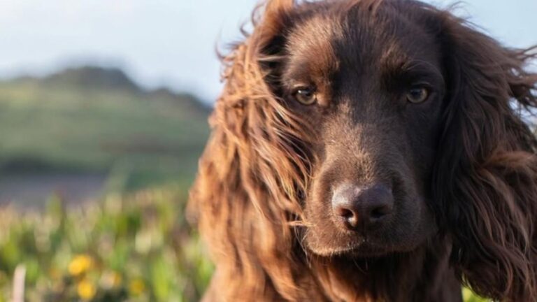 Prince William and Kate Middleton Just Welcomed a New Four-Legged Family Member