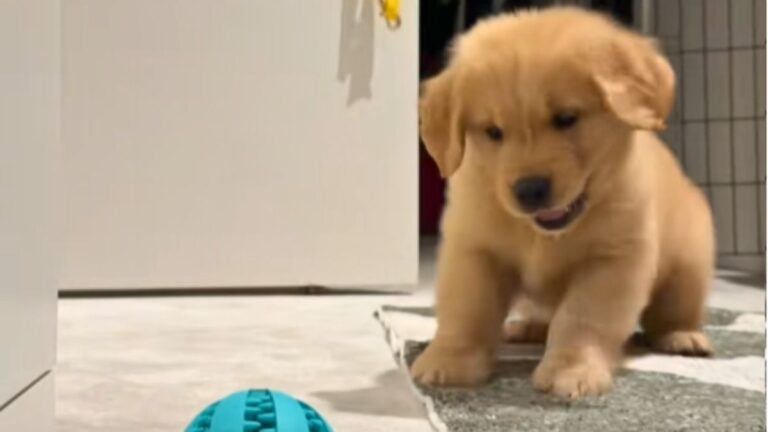 A Little Puppy Barked for the First Time and Scared Itself, Melting Millions of Hearts