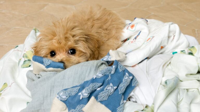 Your Laundry Pile Is Your Dog’s Comfort Blanket, and the Science Behind It Is Genuinely Moving