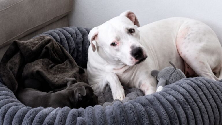 An Older Rescue Dog Met Her New Puppy Best Friend and the Internet Is Completely in Love