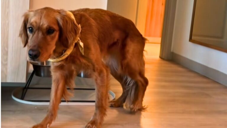 A Dog Owner’s $650 Vet Bill Turned Into the Most Unexpected Diagnosis