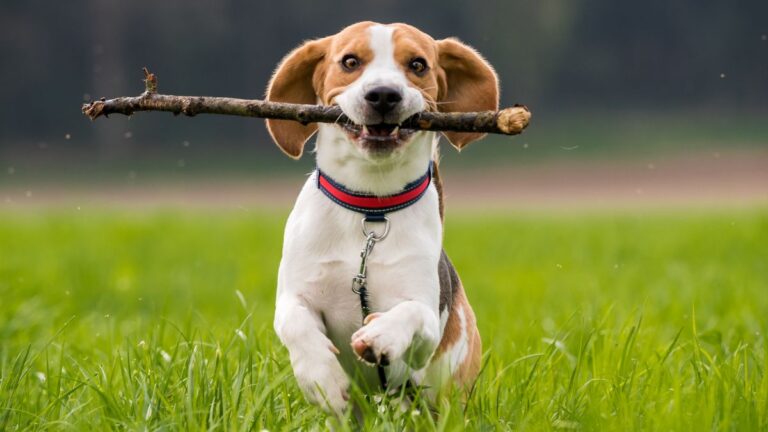 A New Study Reveals That Playing With Your Dog Builds a Stronger Bond Than Training