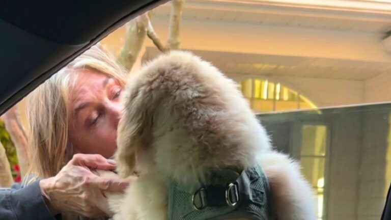 A Golden Retriever Puppy’s Dramatic Goodbye to Grandma Goes Viral and Melts the Internet