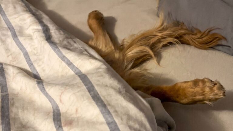 A Golden Retriever Named George Went to Bed Early and His Owner Had No Idea Where He Was