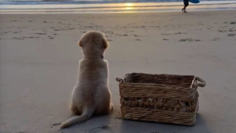 A Golden Retriever Puppy Watched His First Sunrise and the Internet Is Completely Emotional