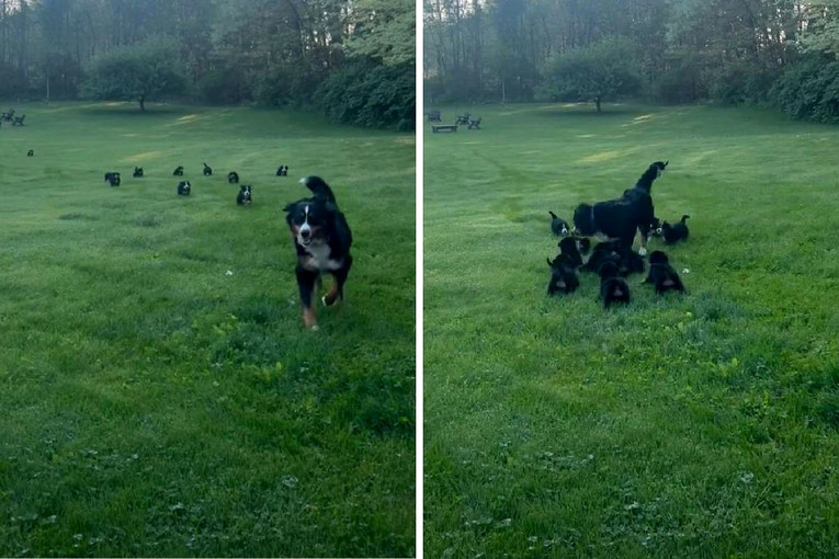 A Dog Mom Tried to Sneak Away for a Break but Her Adorable Puppies Had Other Plans