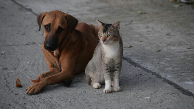 Why Dogs and Cats Shake Their Heads and When You Should Call a Vet