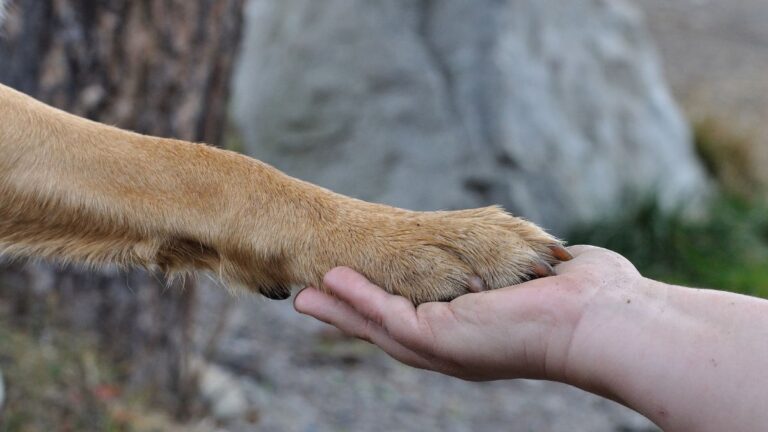 What It Really Means When Your Dog Touches You With Their Paw: “Much More Than We Think”