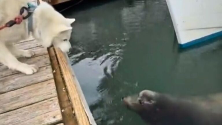 A Sea Lion Swam Up to a Husky and the Whole Scene Looks Like a Disney Film