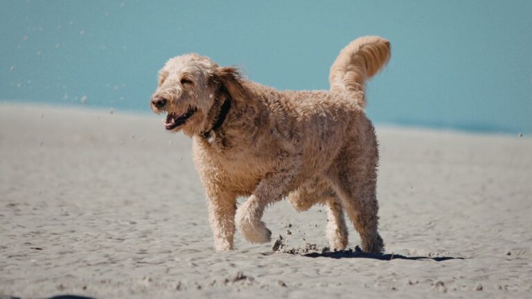 Why Your Dog Chases Its Own Tail and What It Is Really Trying to Tell You