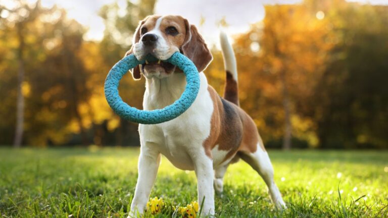 Five Types of Dog Toys That Vets Say You Should Never Buy
