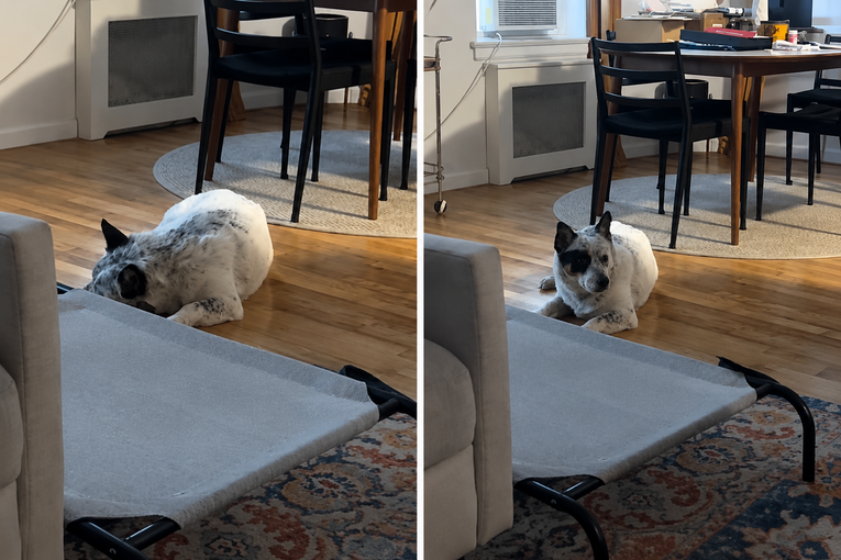 The Heartwarming Reaction of a Deaf Dog Seeing His Owner Come Home Is Melting Hearts Online