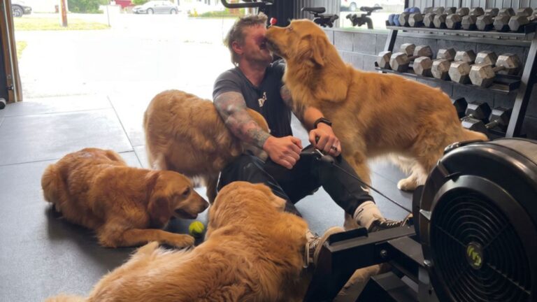 This Is What Working Out With 4 Golden Retrievers Actually Looks Like