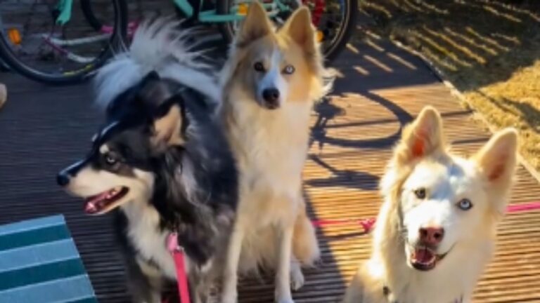 A Family of Rare Dogs Who Look Completely Different Are Surprisingly All Related