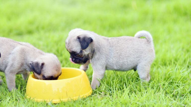 Ultimate Guide to Raw Goat’s Milk for Dogs
