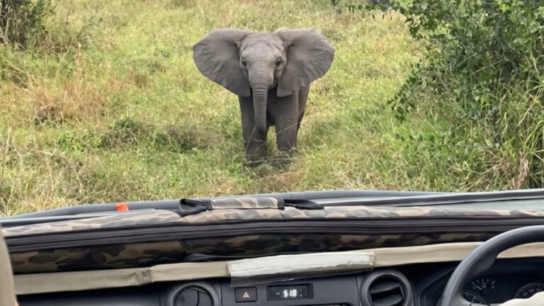 This Adorable Baby Elephant Tried to Charge at Safari Tourists Then Sprinted Back to His Mom When the Engine Started