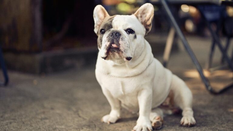 10 “Designer” Dog Breeds You Morally Shouldn’t Buy Anymore