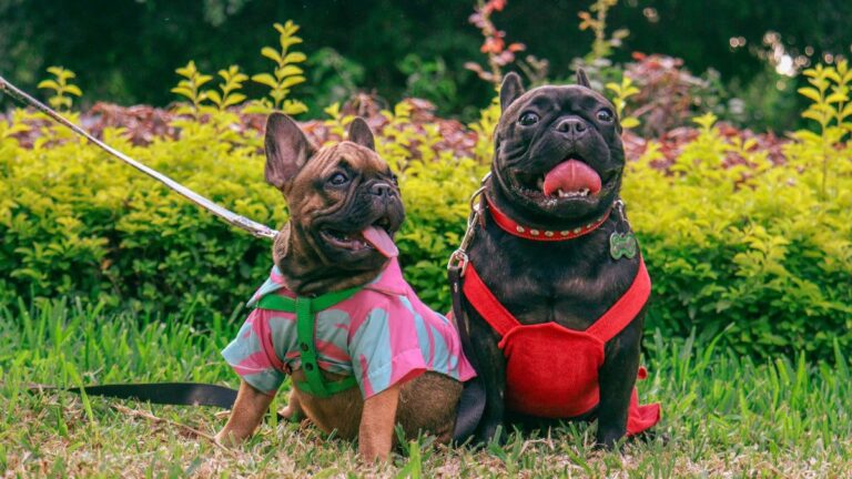 Two French Bulldogs Fighting Over the Silliest Thing Will Make Your Day