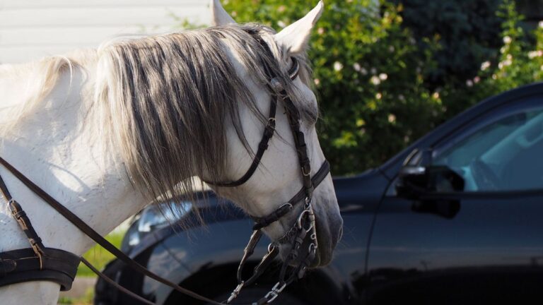 A Horse Meets the Porsche That Stole His Job and His Expression Says It All