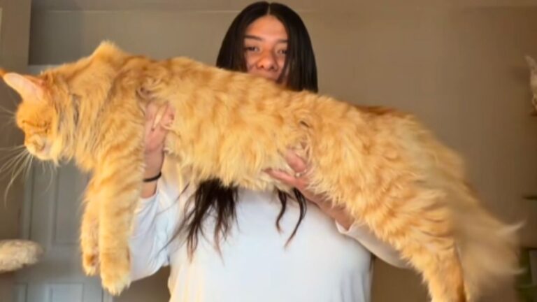 This Giant Female Maine Coon Is Taking Over the Internet and Breaking All the Rules