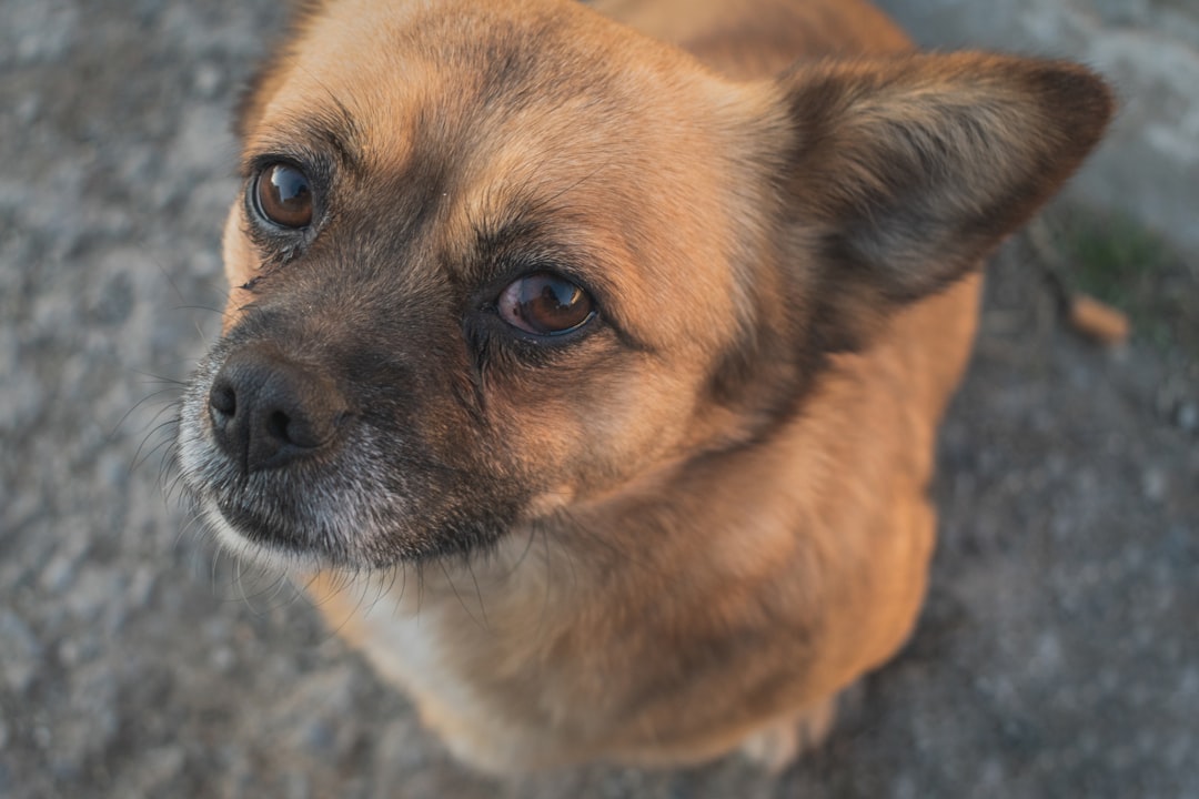 Chug Dog Breeds