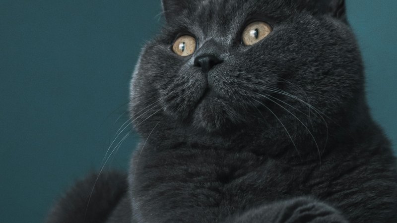 12 Best Cat Breeds for Apartment Living – Keep the Tail Wagging