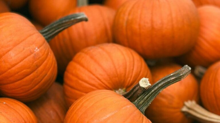Can Dogs Eat Pumpkin? Safety & Health Benefits