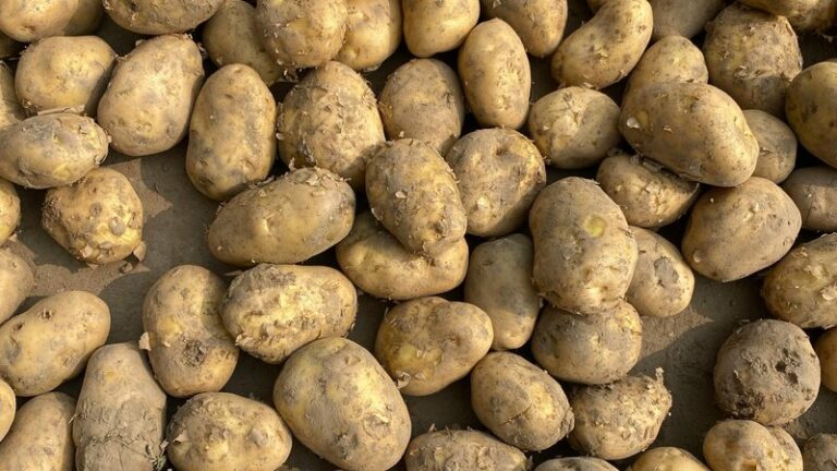 Can Dogs Eat Potato? Safety Guide for Pet Owners