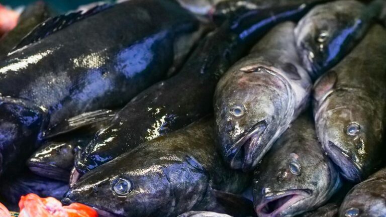 Can Dogs Eat Cod? Safety & Health Benefits