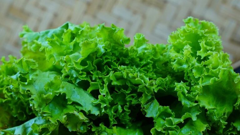 Can Dogs Eat Lettuce? Safety Guide for Pet Owners