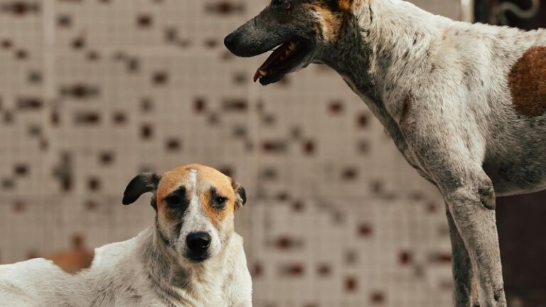 19 Dog Breeds Good With Cats: Complete Guide