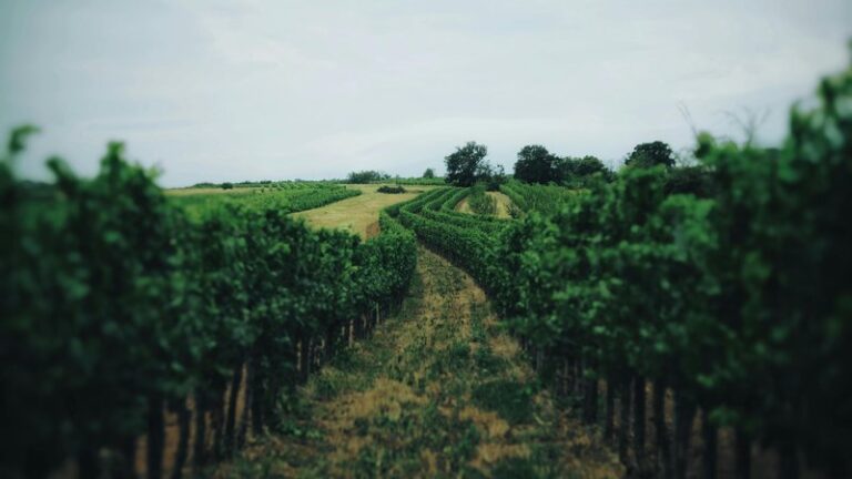 20 Dog Friendly Vineyards in Europe: Complete Guide for Wine Lovers with Pets